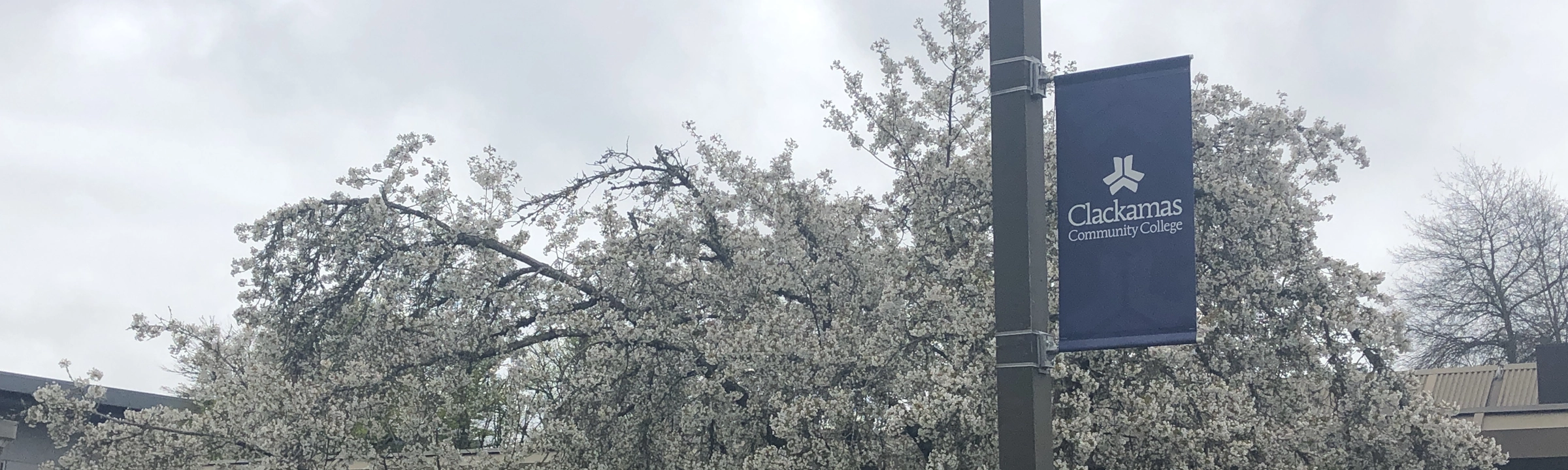 Trees with blooming flowers and a Clackamas Community College banner