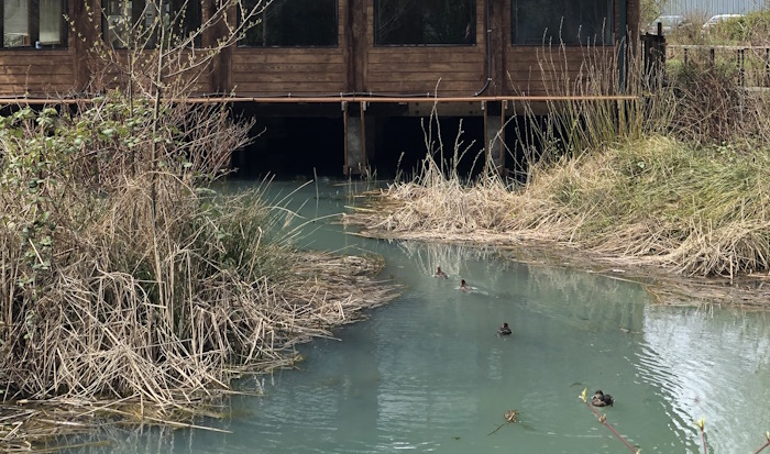 Ducks in the pond outside the ELC